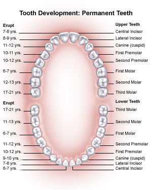 tooth_anatomy_1