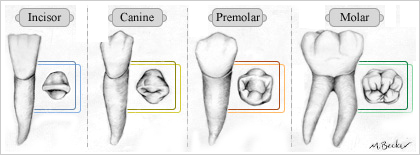 tooth_anatomy_3